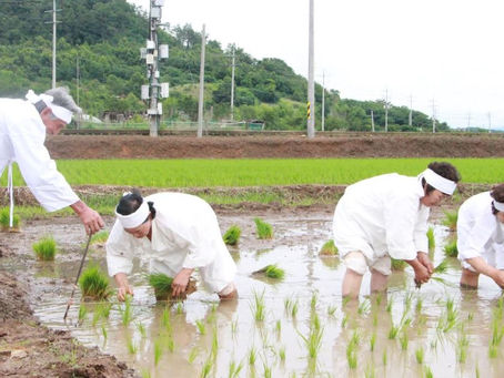 나주들노래 공연 및 모내기 시연 행사 성황