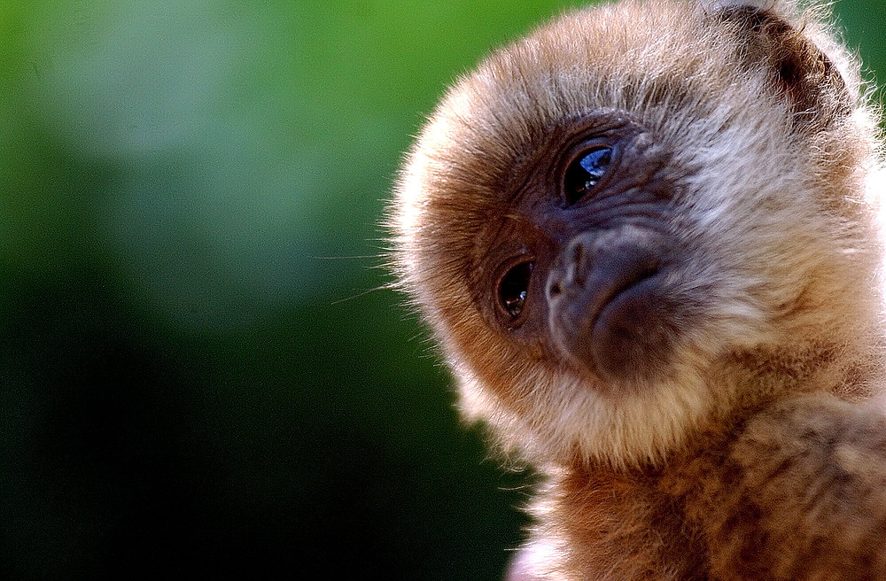 Muriqui
