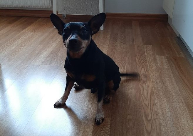 Riley, dvärgpischer