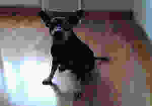 Riley, dvärgpischer