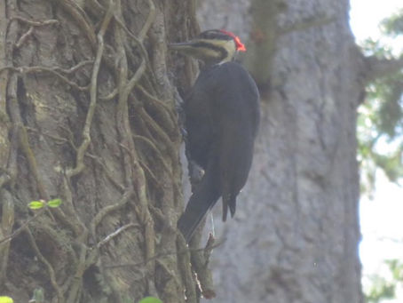 Exotic Bird on Bainbridge Island