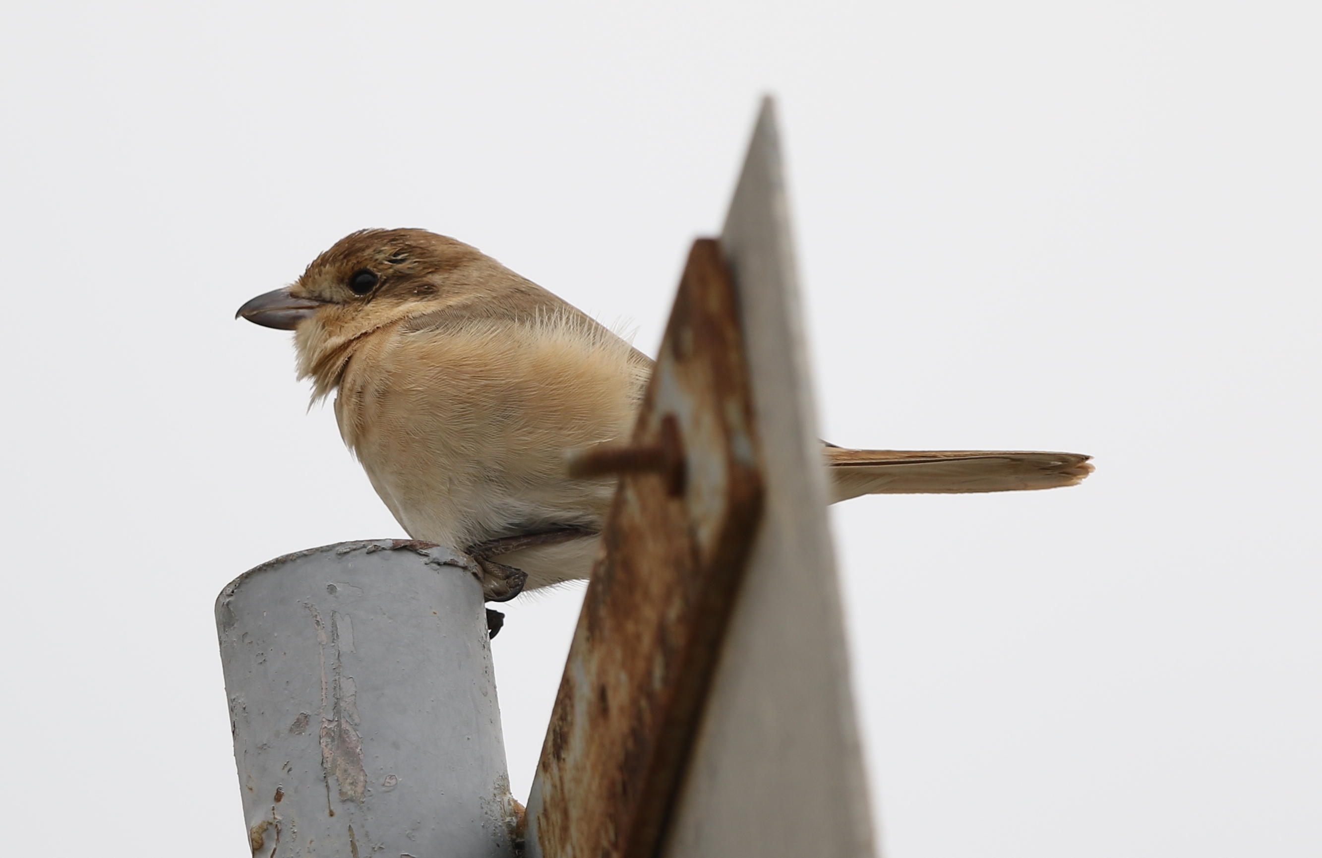 Shrike id needed content media