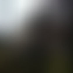 五重塔販売致します(^^)/