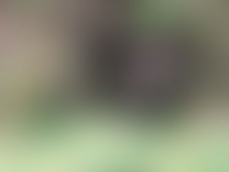 Bainbridge Island Bunny