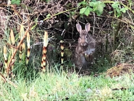 Bainbridge Island Bunny