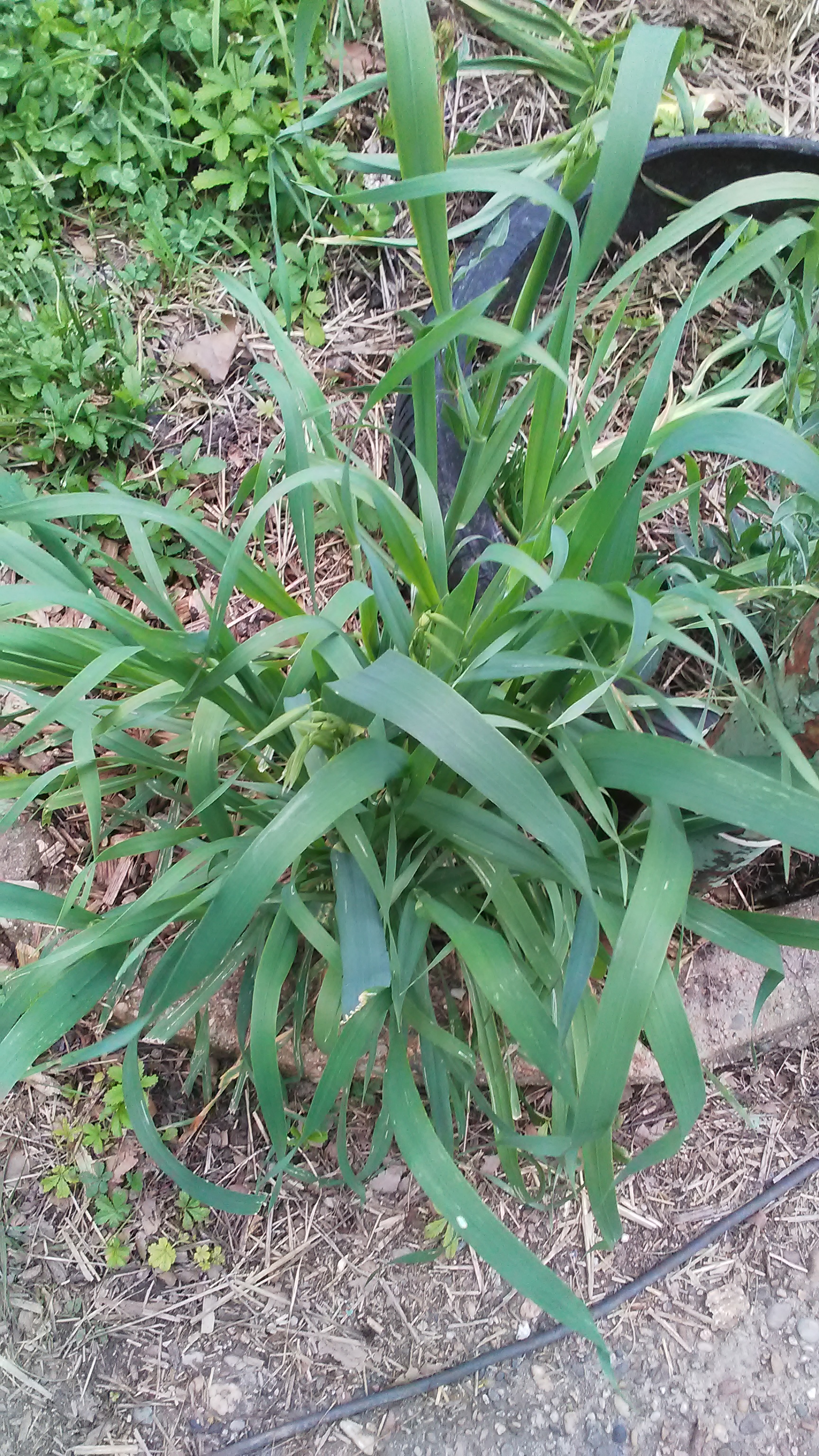 En matière d'engrais verts... content media