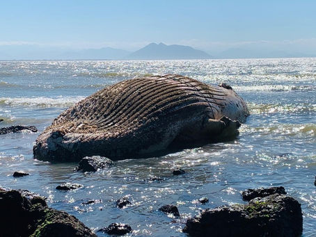 BALEIA, GONFINHO E PINGUÍNS SÃO ACHADOS MORTOS EM PRAIAS DE BÚZIOS