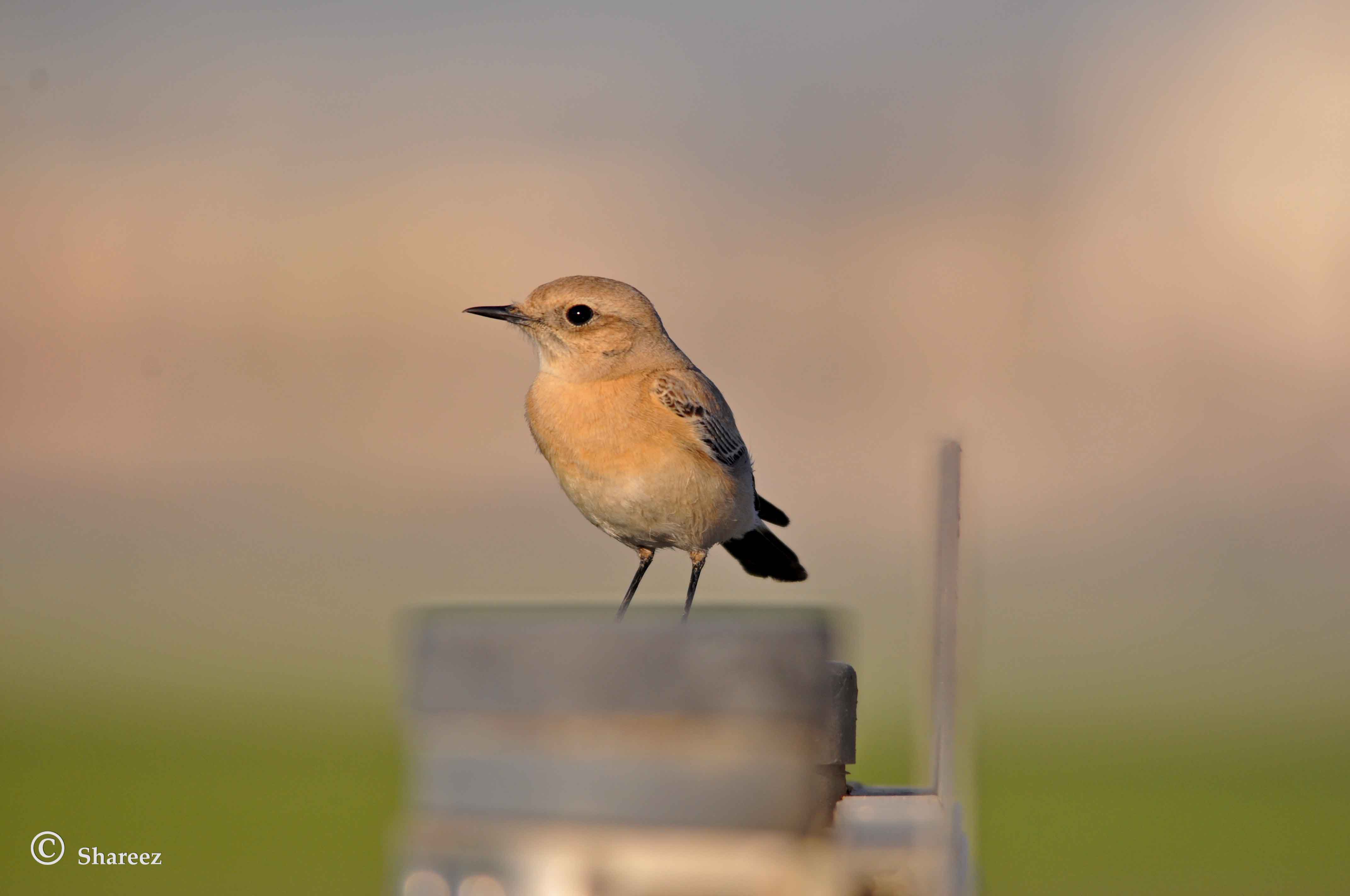 Wheatear ID - Sharjah content media