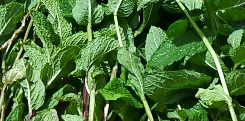 What the heck do I do with all this mint?