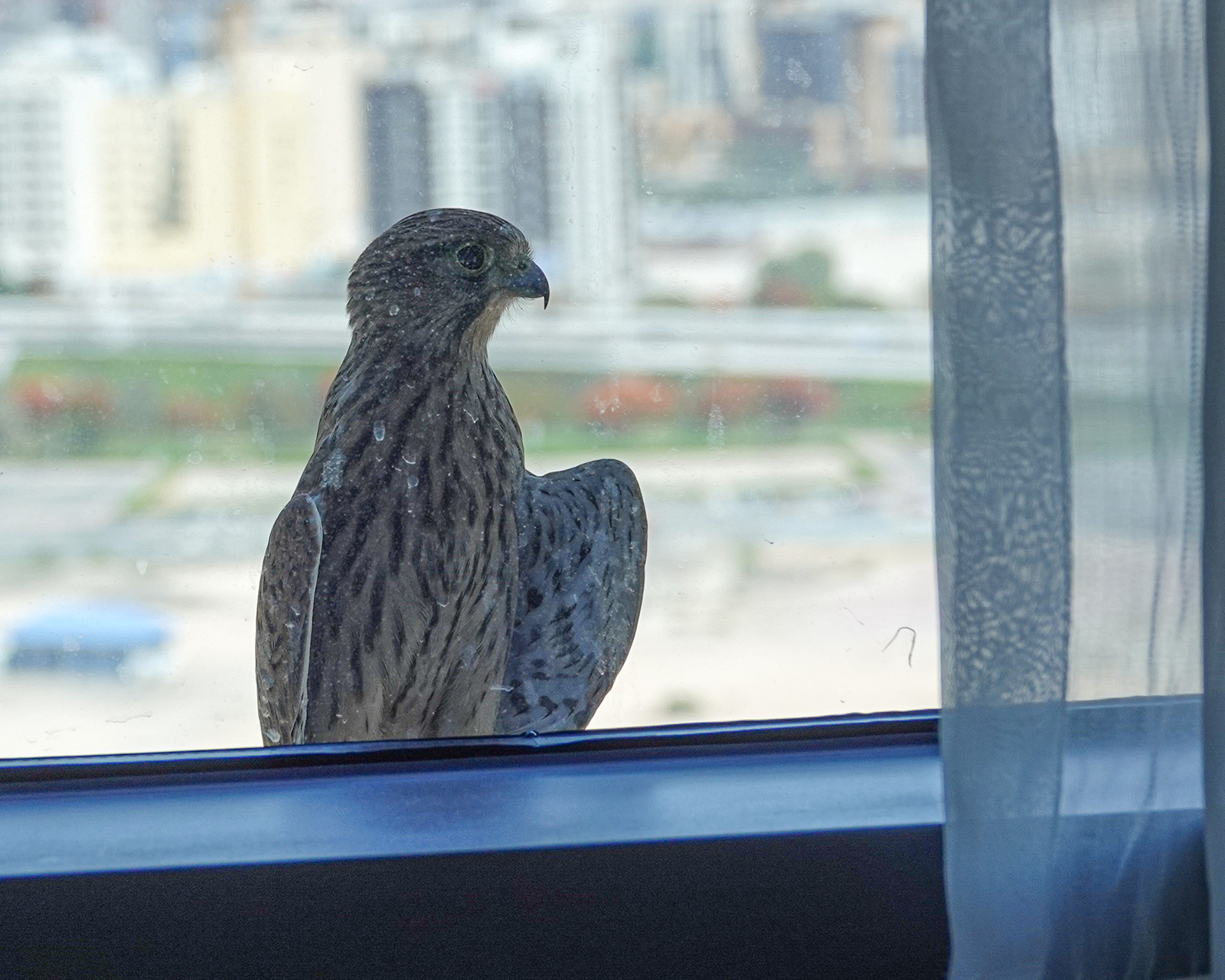 Shikra I Thought content media