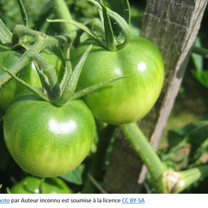 Comment cuisiner les tomates vertes ?