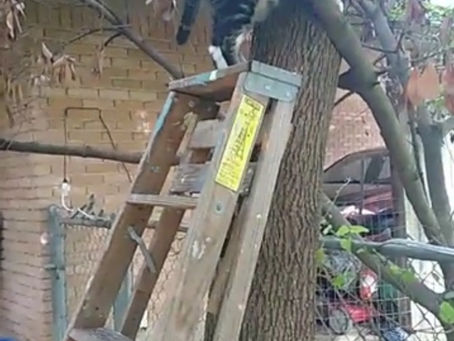 Cat Bout to Get Stuck in a Tree?