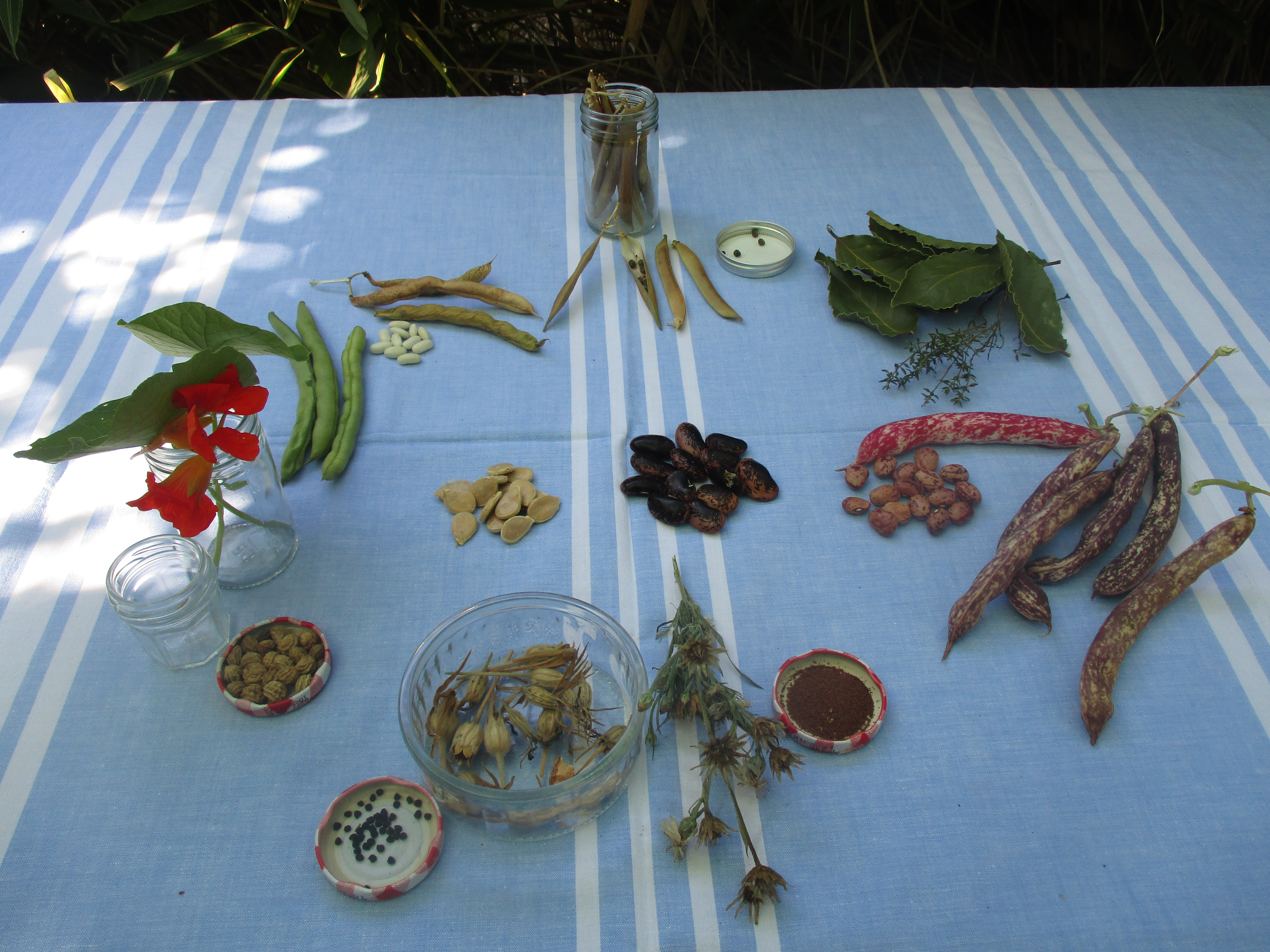 Drying seeds. content media