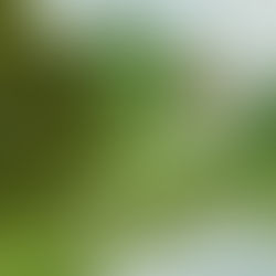 Jean-Claude Dingelstadt, La Villa au Bord de l'Eau, d'après Mouillard & Pinterest