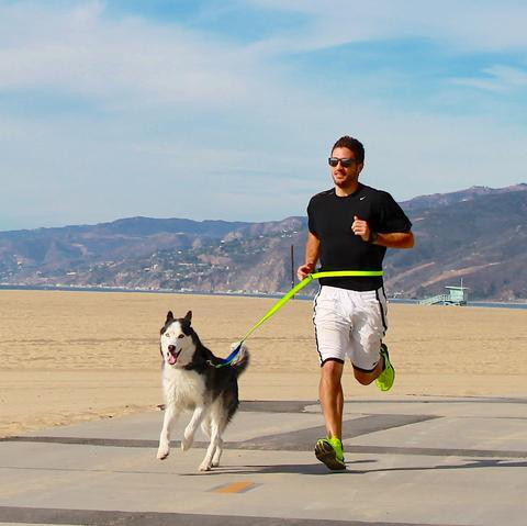 Impulse Control Training and Games for Dogs