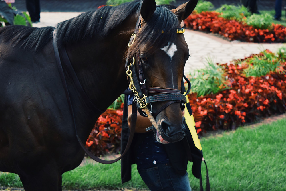 Half Shot in the paddock of Churchill Downs in Louisville, Kentucky.