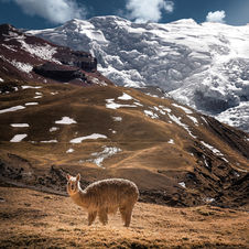 Llama, Llama—What’s All This Antibody Drama?