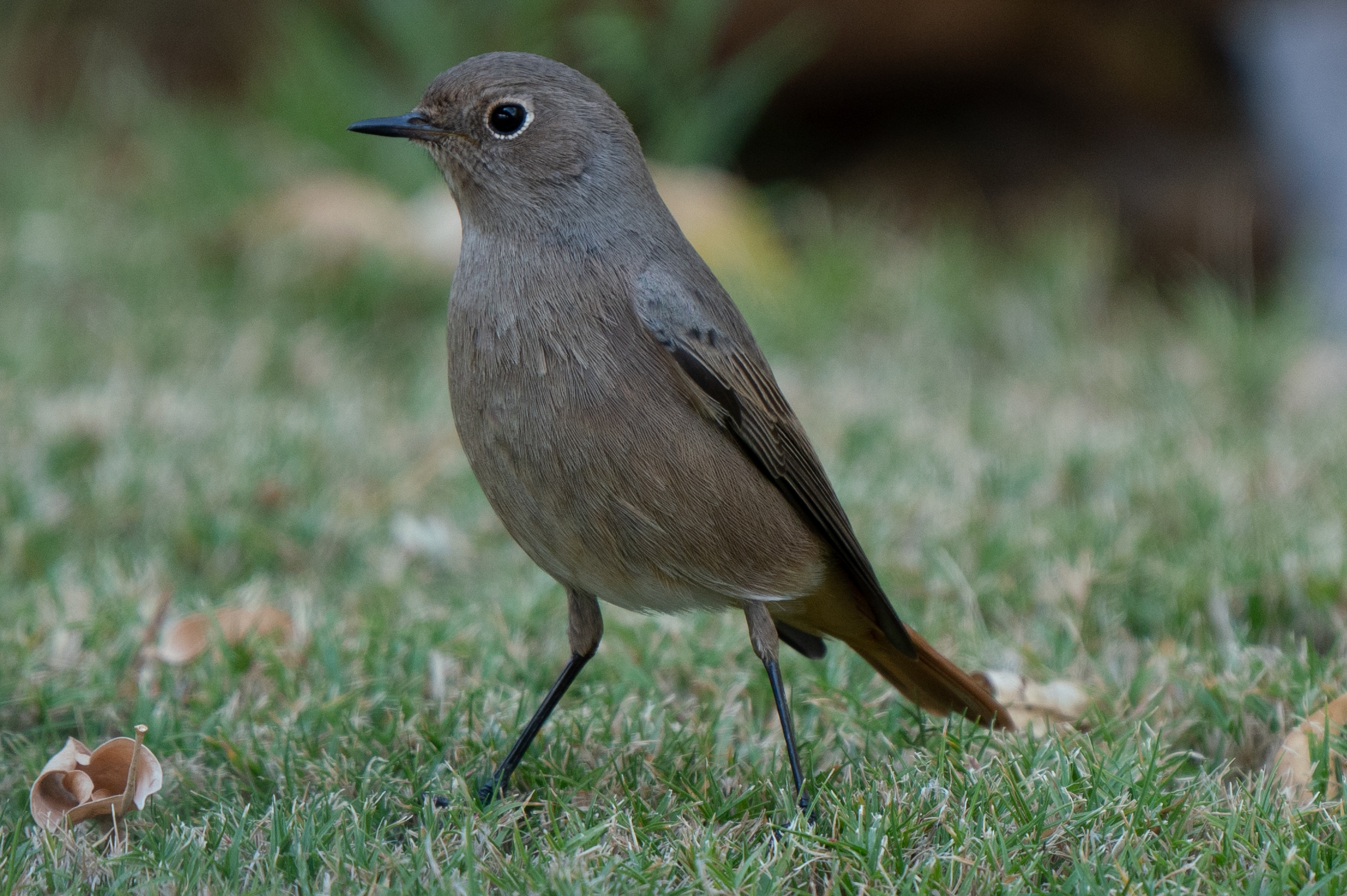 Females Black Redstart ? content media