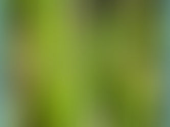 稲の穂