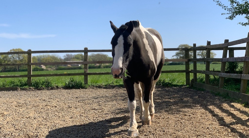 bluecross adopted pony joins the Horses Inside Out team, training a young horse in hand
