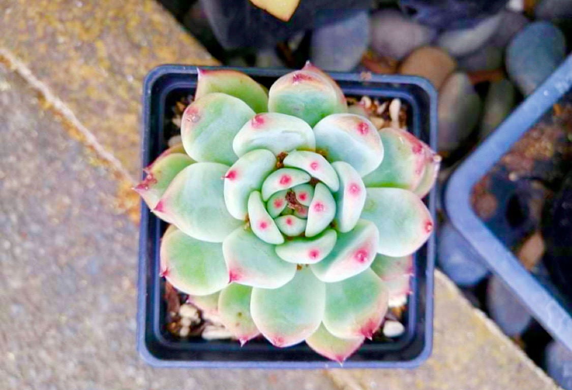 My Succulent Collection (Well some of)
If you know the names of any I would love you help identifying what they are. I know some names. content media