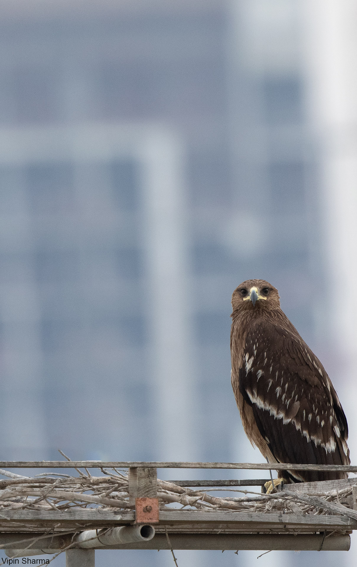Birding during weekend . content media