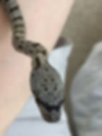ree
