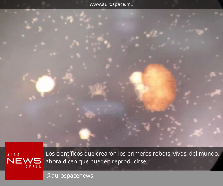 Científicos crean primeros robots "vivos" de la historia. content media