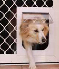 Collie dog coming through Petway pet door size medium