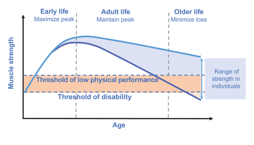 Three Stages To Age-Related Muscle Loss...and How To Avoid It.