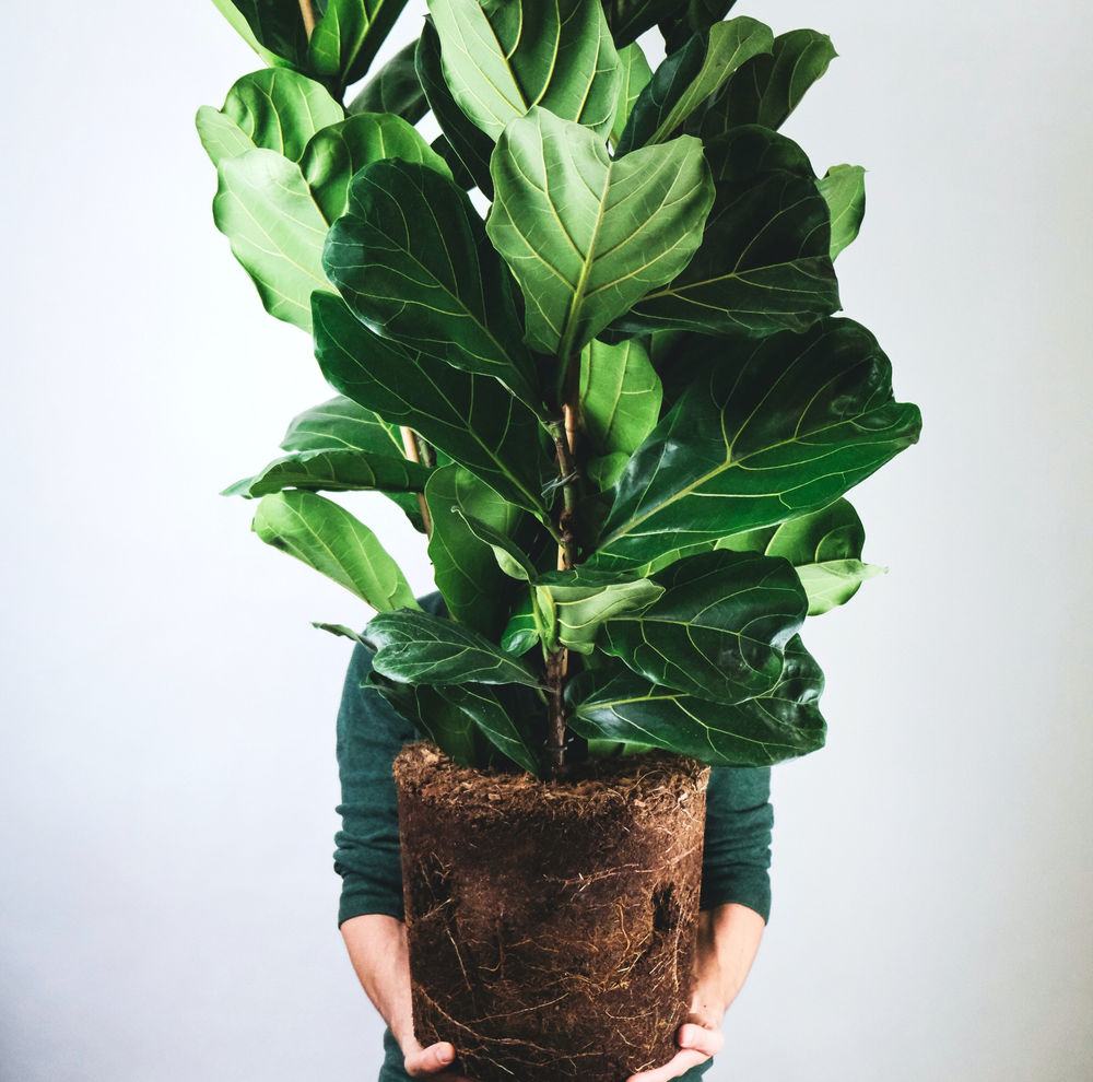 Fiddle leaf fig care and How to grow Ficus lyrata fig tree Indoor
