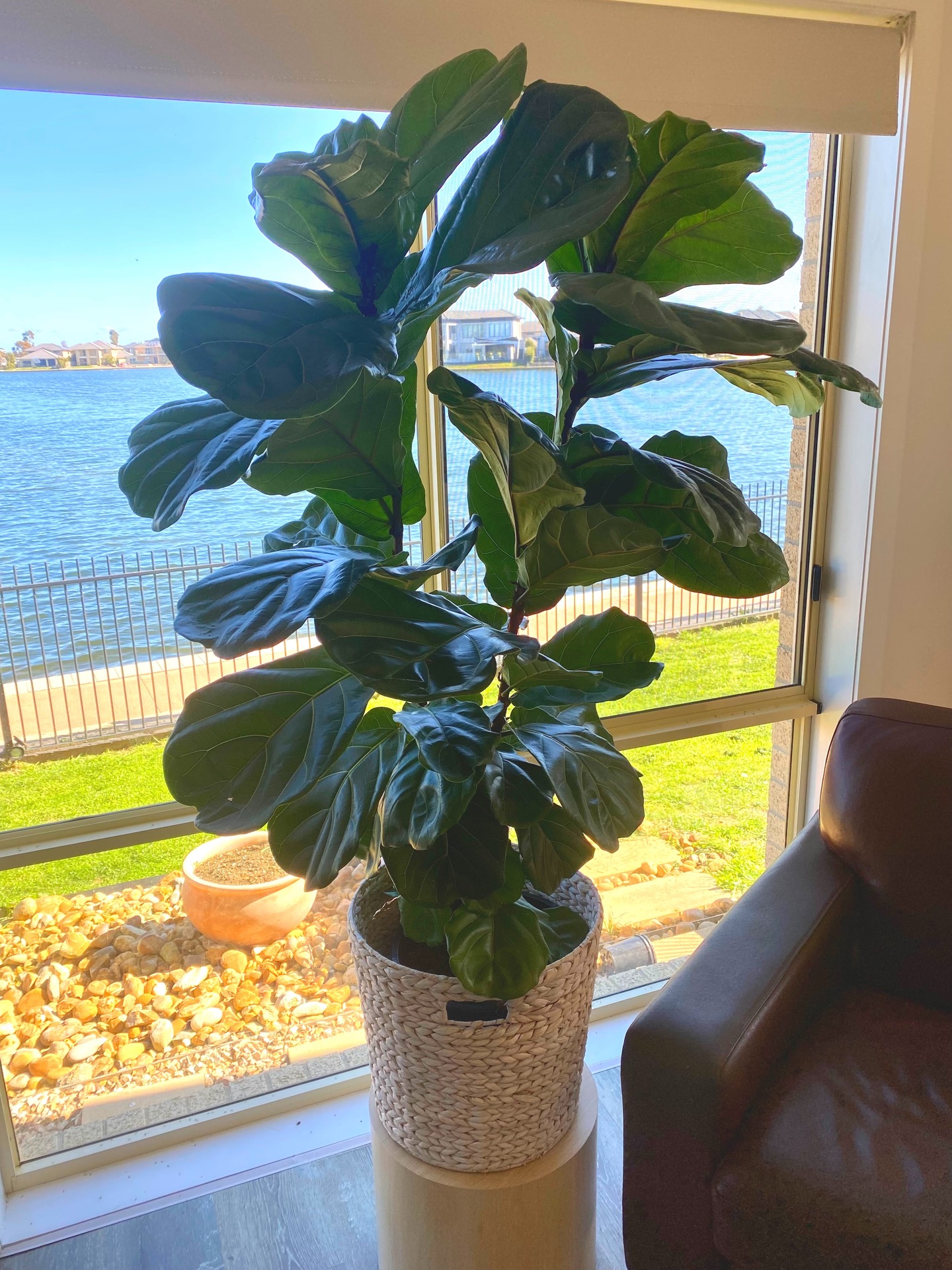 Fiddle Leaf content media