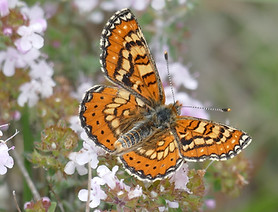 Damier de Godart.JPG