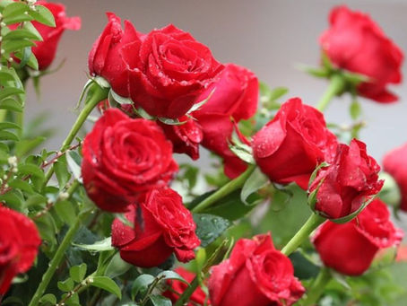“Roses are Red” - An EMDR Approach to Why We Suffer