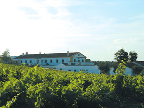 Vinhos Pêra-Manca: mais uma preciosidade da adega Cartuxa