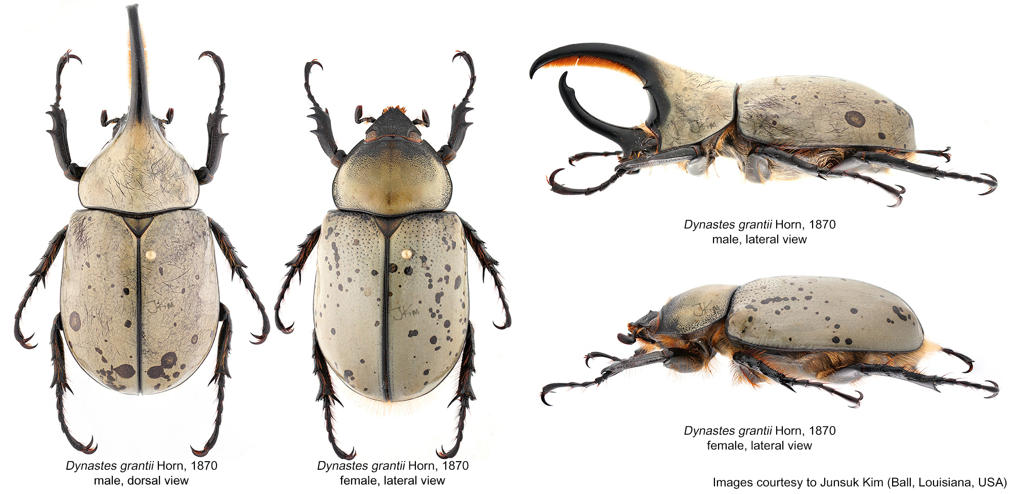 Scarabaeidae] Dynastes grantii Horn, 1870 | IB EXOTIC