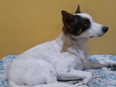 IDOSO E CACHORRO SÃO ATACADOS POR PIT BULL EM CABO FRIO: CÃO É LOCALIZADO ATRAVÉS DAS REDES SOCIAIS