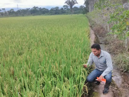 INIA trabaja en una nueva variedad de arroz resistente a las plagas
