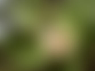 Descubren plantas de algodón de fibra verde endémica en Lambayeque
