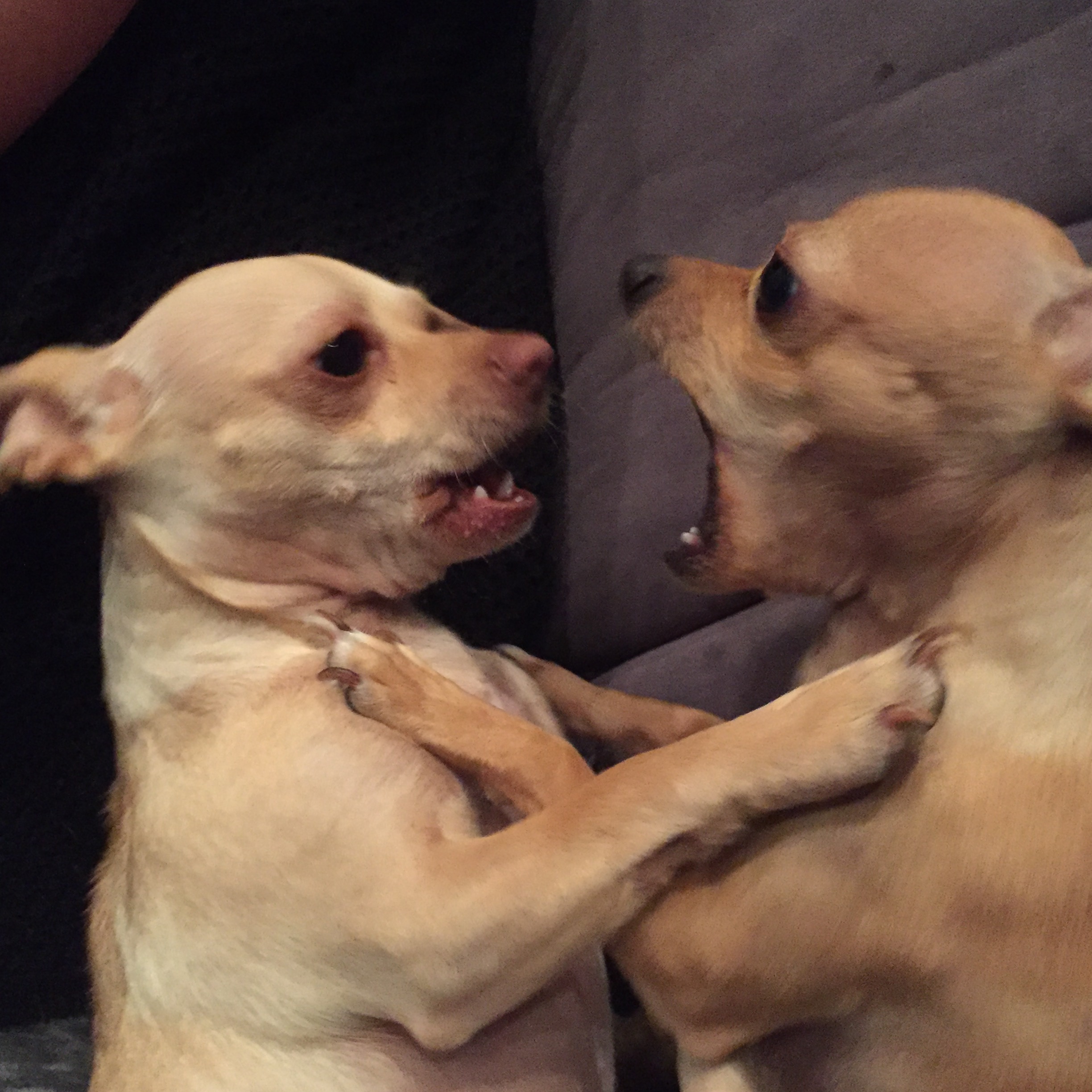 Share a picture of your pet! content media