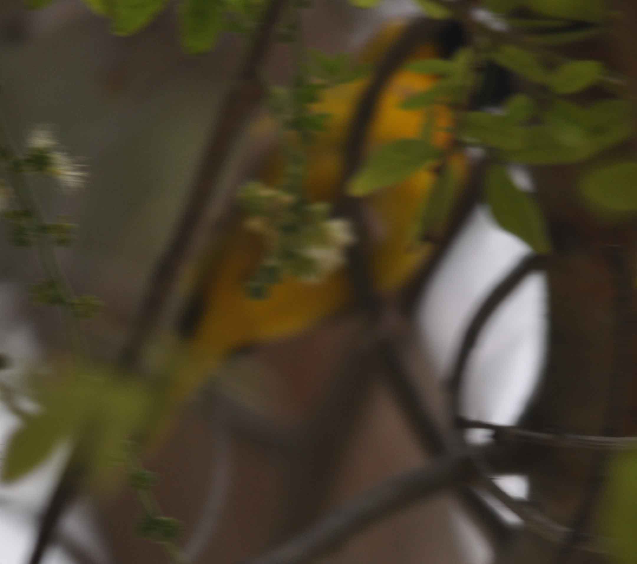 Little yellow bird content media