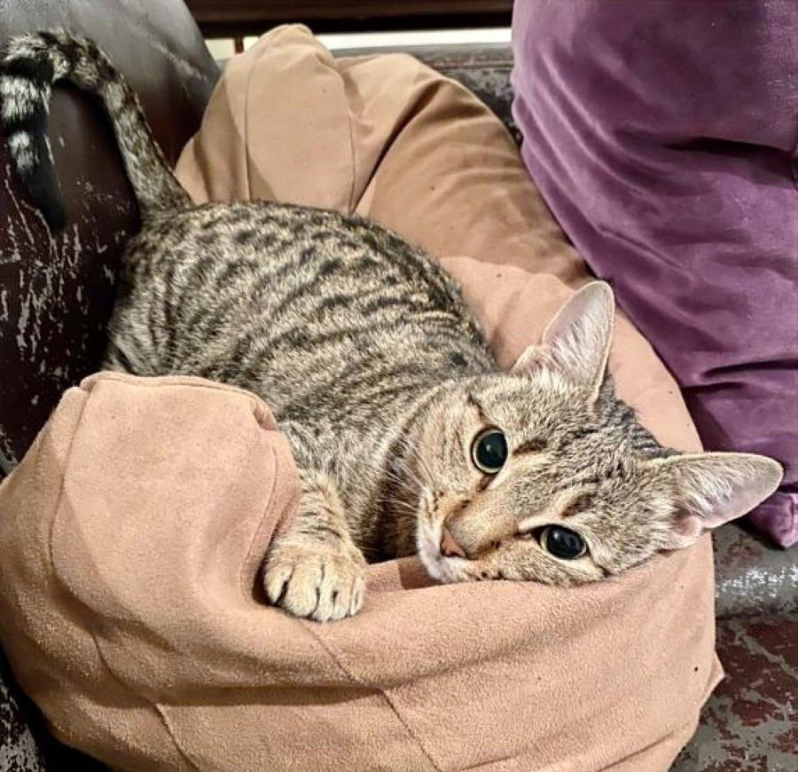 Kittysnip to Host Adoption Days