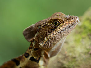 Creature Feature #10 The Brilliant Basilisk