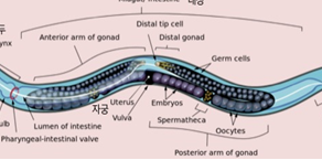 예쁜꼬마선충, 세포 예정사 연구의 첫 단추를 끼우다