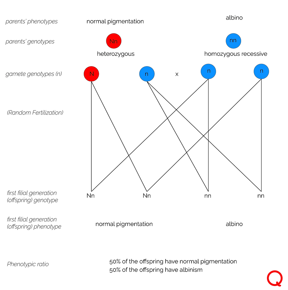 Genetic Diagram- Genotype Parent Cross NN x nn