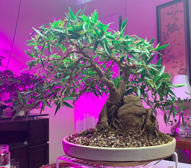 Root over rock narrow leaf ficus progression and techniques used content media