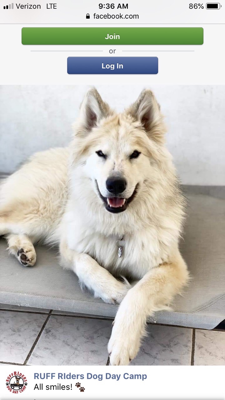 Lost white husky content media