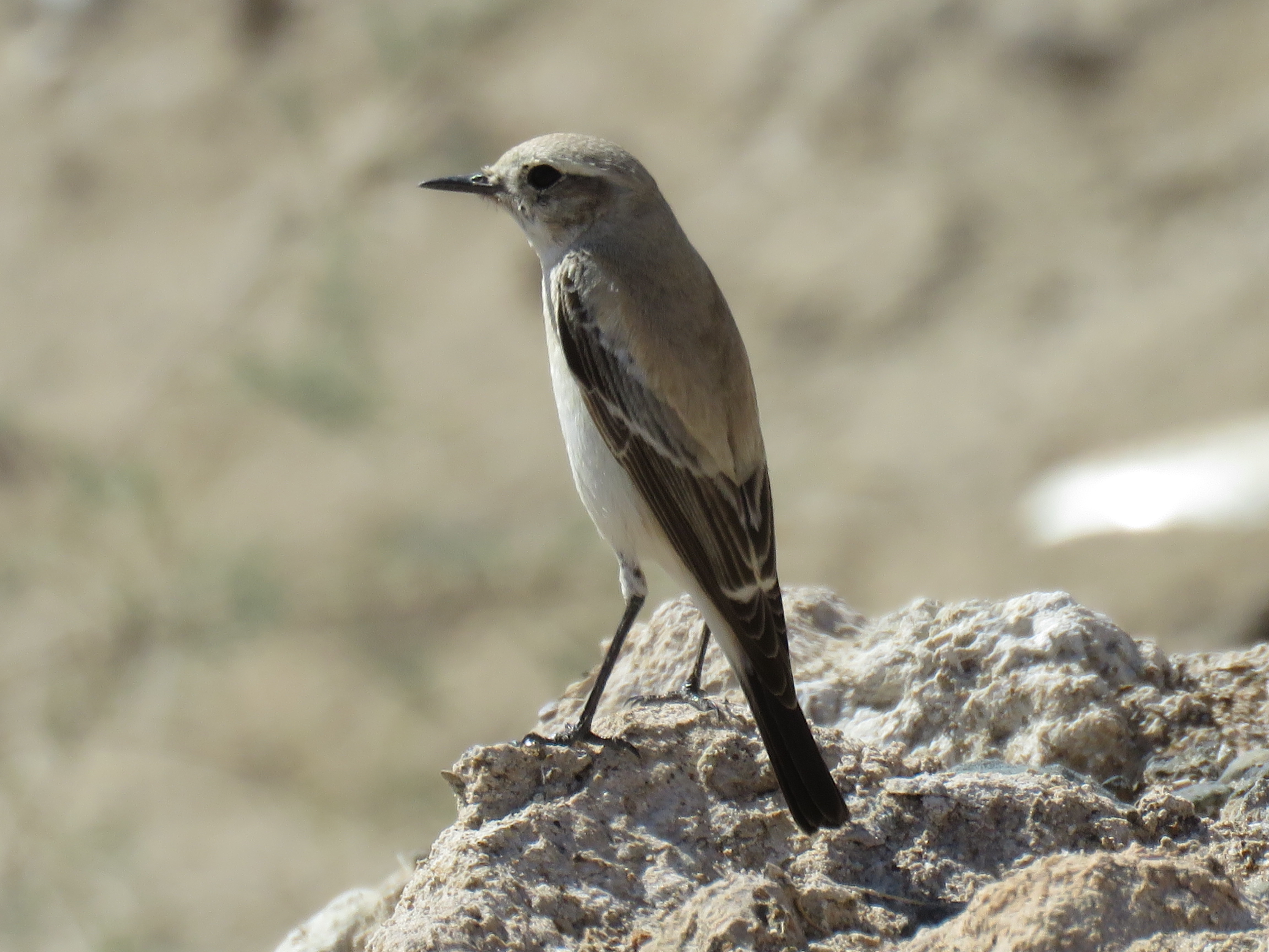Wheatear ID - Zakher Lake - Friday 8 February 2019 content media