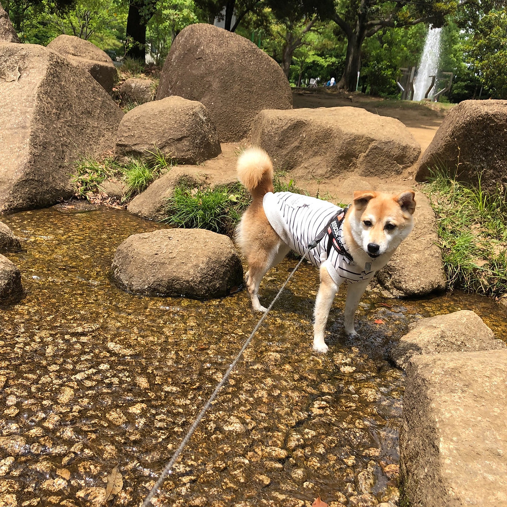 蕨市民公園にて水遊び