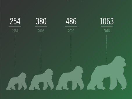Mountain Gorilla Population Rising